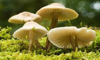 जङ्गली च्याउ खाँदा   रोल्पामा एकै परिवारका तीन जनाको मृत्यु