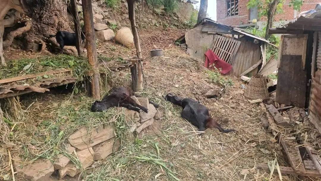 गोरखामा चट्याङ लागेर दुई वटा बाख्रा मरेए