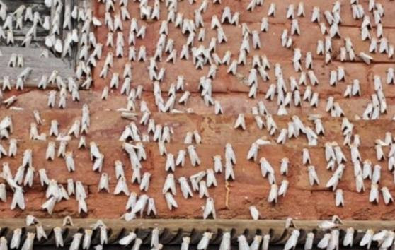 गोरखा दरबारमा एक दुई दिनदेखि विषालु सेतो पुतलीको बिगबिगि बढेयो,मन्दिरमा आउने भक्तजनहरुमा आँखामा हुने गम्भीर  संक्रमणको डर 