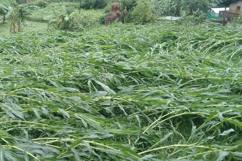 वर्षासँगै आएको हुरीले जिल्लाका विभिन्न ठाउँमा मकै बालीमा ठूलो क्षति 