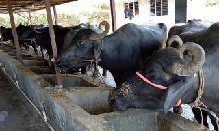 पूर्वी चितवनको रत्ननगरमा  ३० जना किसानलाई भैँसी वितरण 