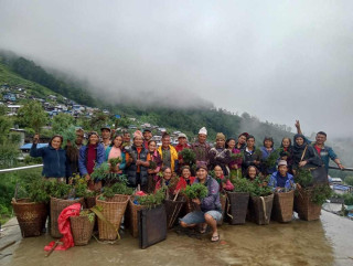 उत्तरी धार्चेमा ११ सय भन्दा बढी धुपीको रोपियो 