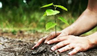 जिल्लाभरका सामुदायिक वनमा ७२ हजार चार सय १८ वटा बिरुवा रोपियो