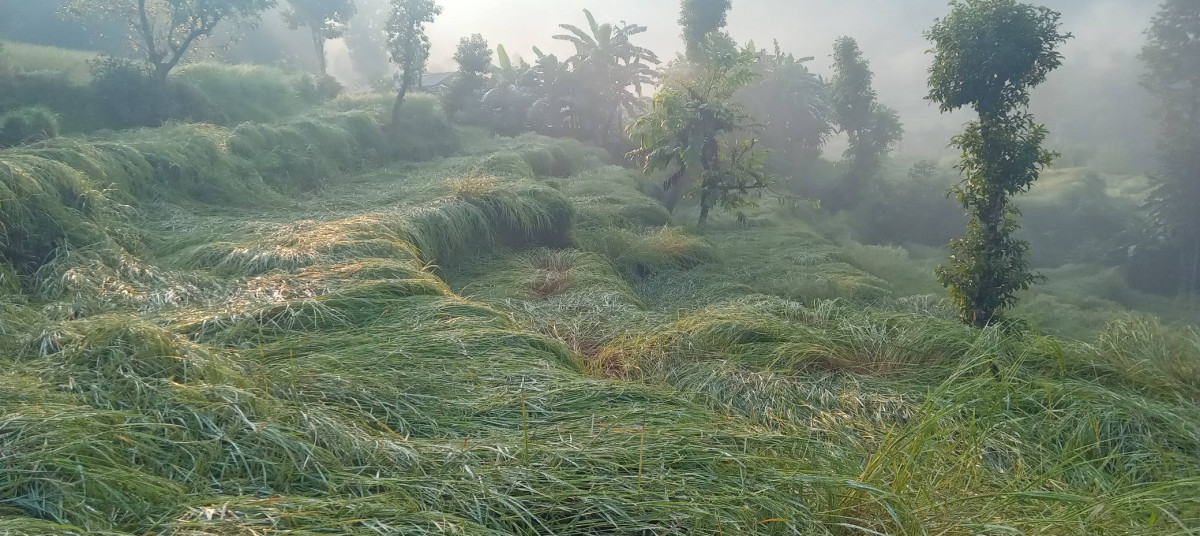 पर्वतमा हिजो राती परेको असिनापानीका कारण धान खेती प्रभावित