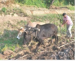 सुदूरपश्चिम प्रदेशका पहाडी जिल्लाका किसानलाई गहुँ छर्ने चटारो