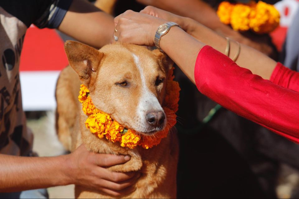 आज कुकुर तिहार