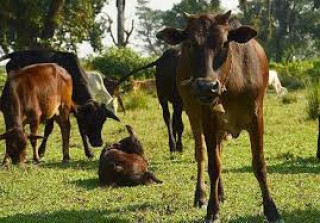 स्थानीय जातका गाईको संरक्षण गर्न रु एक करोड बराबरको अक्षयकोष स्थापना