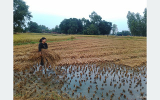 तनहुँको दशवटै पालिकामा वर्षाले धानमा क्षति 