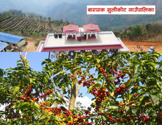 गोरखाको बापाक सुलिकोटको पालिकाभित्र व्यवसायिक कफी खेती सुरुवात