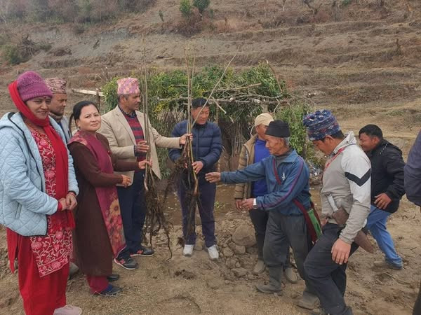 गोरखा  स्वाँरा र सौरपानीको बाँझो जमिनमा ओखर खेती सुरु 