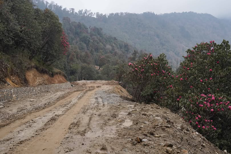 गोरखाको बारपाक-लाप्राक सडक दायाँबायाँ लालिगुराँस,सडक स्तरोन्नतिको  केही (तस्विरहरु)