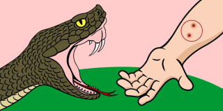सर्पले टोक्दा  ४३ वर्षीय रामबहादुर बुढाको मृत्यु 
