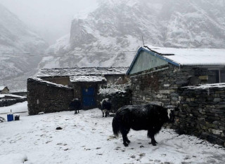 गोरखाको चुमनुब्री गाउँपालिकामा हिमपात, तल्लो क्षेत्रमा वर्षा
