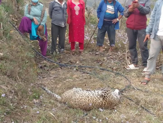गोरखामा एक वर्षे पोथी चितुवा मृत फेला, मृत्युको कारण पत्ता लगाउन पोस्टमार्टम गरिने