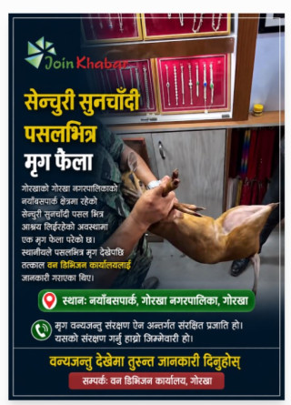गोरखाको सुनचाँदी पसलमा मृग फेला, वन डिभिजनको टोलीद्वारा सकुशल उद्धार
